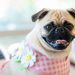 pug with flowers on neck