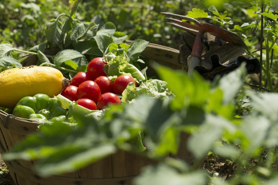 hem trädgård med frukt och grönsaker