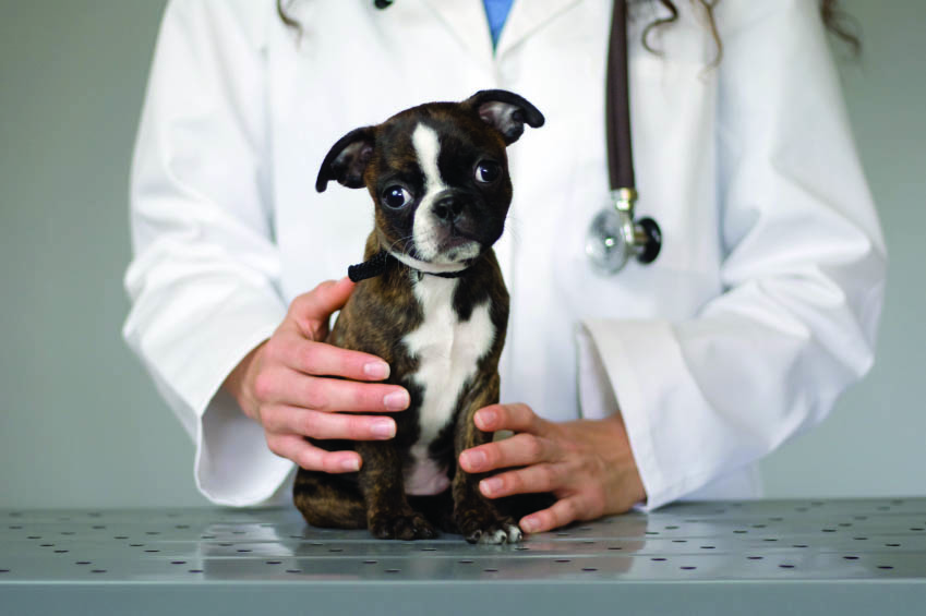 Dog checkup