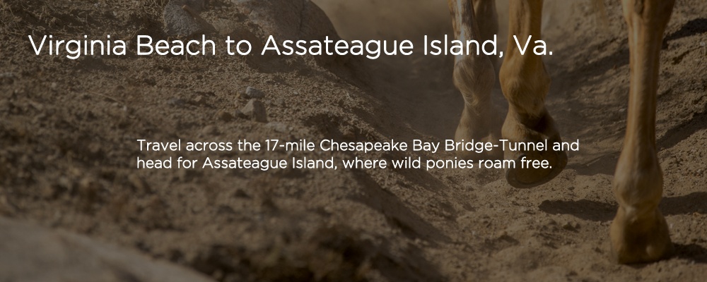 horses with text 'Virginia Beach to Assateague Island VA'