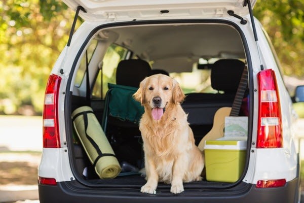 dog in back of van with hatch open