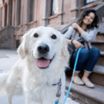 How to Make a Disaster Plan for Pets