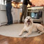 Can Dogs Eat Turkey? Pet Safety Tips for Thanksgiving Dinner