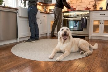 Can Dogs Eat Turkey? Pet Safety Tips for Thanksgiving Dinner