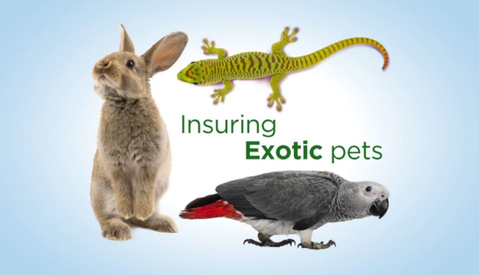 exotic pets