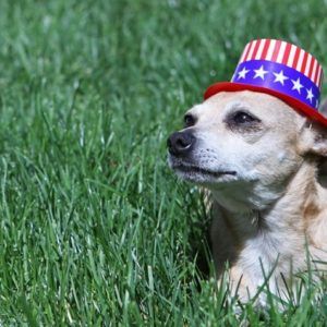 Dog with patriotic hat