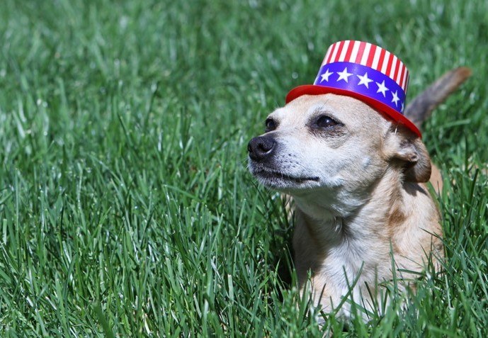 Dog with patriotic hat