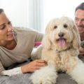 A man and woman lying on a bed with their dog