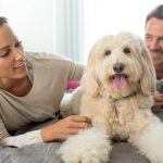 National Pet Day: When It Is and How to Participate