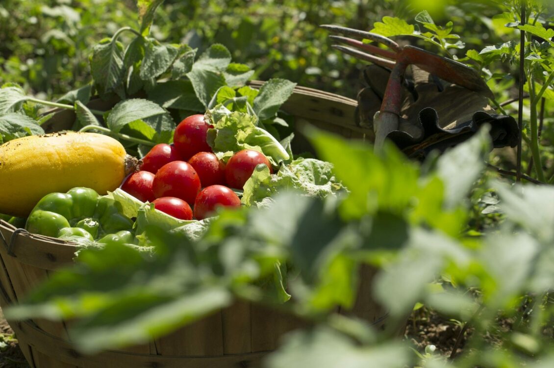 home garden with fruits and vegetables