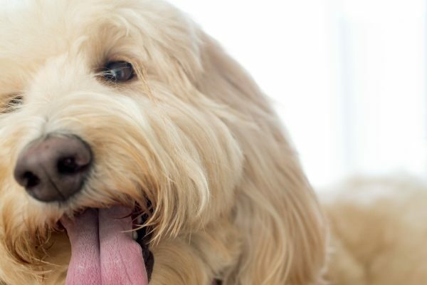 Close up of dog panting