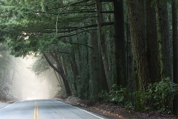 fog on a road