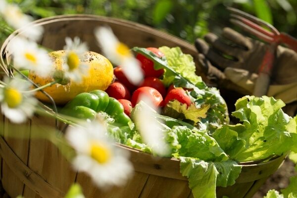 vegetables in a basket