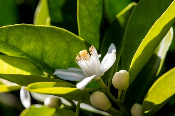 a flower blooming