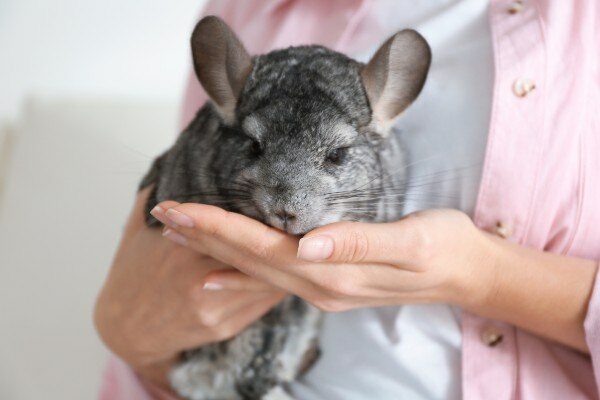 woman holding chinchilla