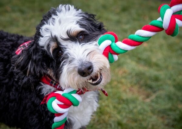 Dog play biting toy