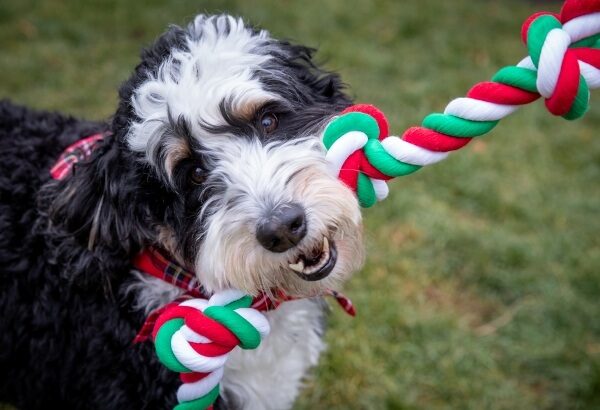 Dog play biting toy