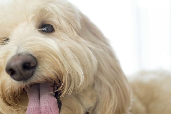 Puppy Smiling