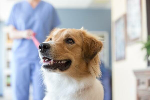 Dog and Veterinarian