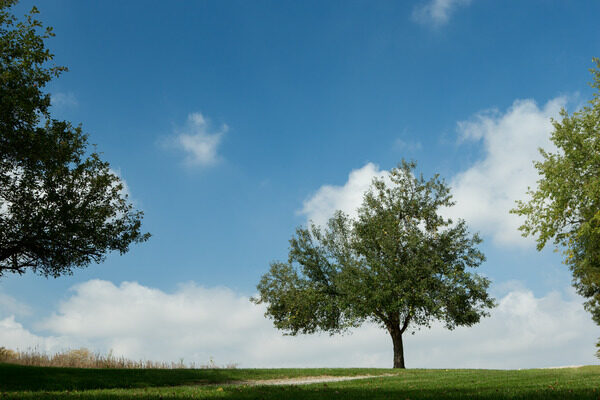 Trees against a blue sky