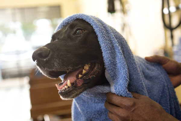 Black dog wrapped in a blue towel