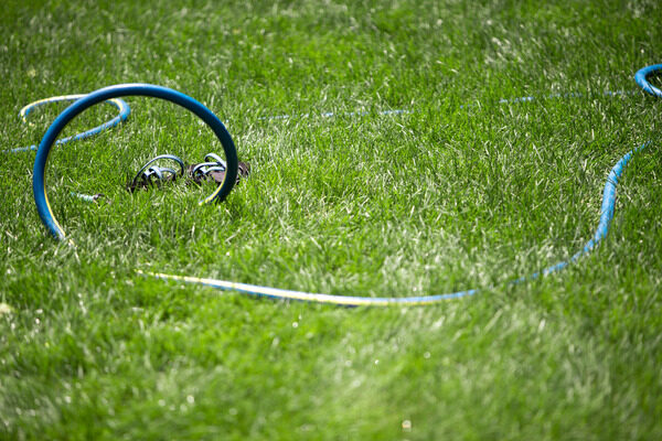 Blue hose sitting on grass