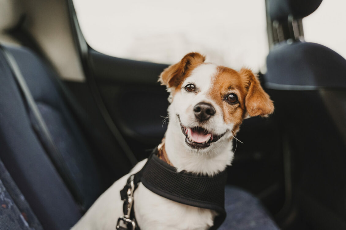 A dog inside a vehicle.