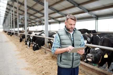 A man reads his tablet while standing near cattle.