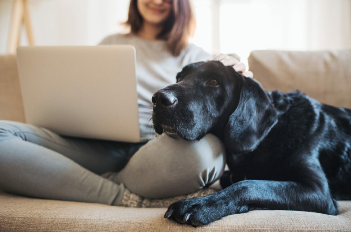 A woman works on a laptop with a dog resting on her lap.