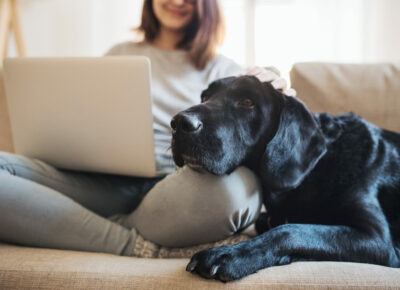 A woman works on a laptop with a dog resting on her lap.