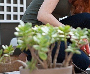 a woman planting a garden